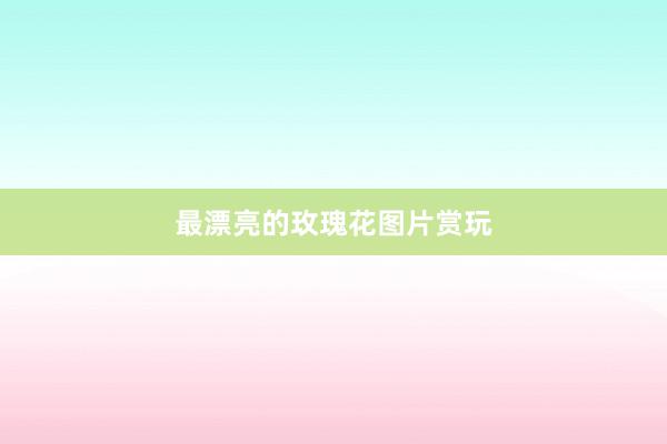 最漂亮的玫瑰花图片赏玩